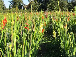 Blumenfeld Gladiolen