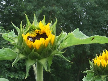 Erste Sonnenblume 2016. Foto: © E. Sprenker Erste Sonnenblume 2016. Foto: © E. Sprenker